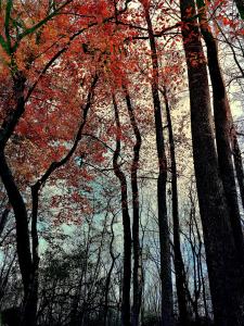 Art from Trees and Water